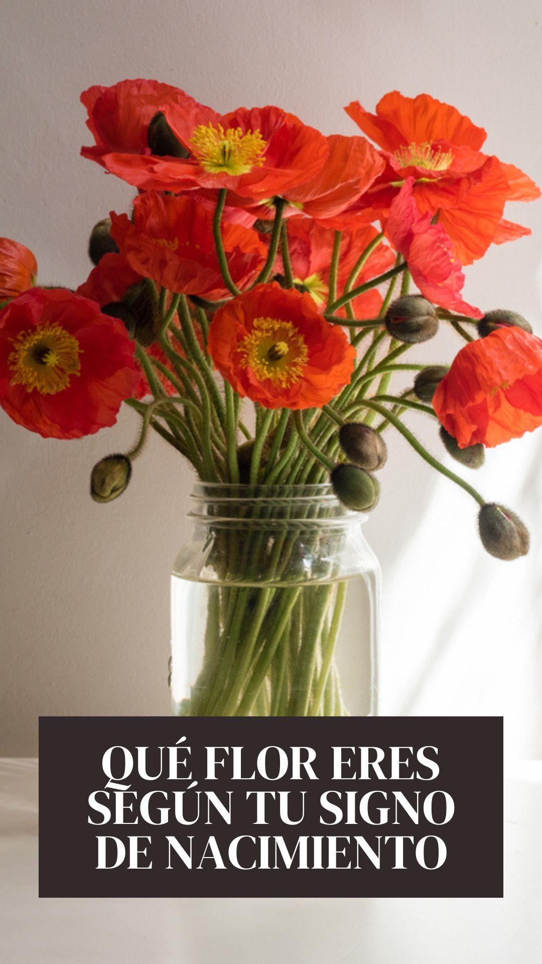 🌸 Flores según tu signo zodiacal: descubre cuál es la tuya