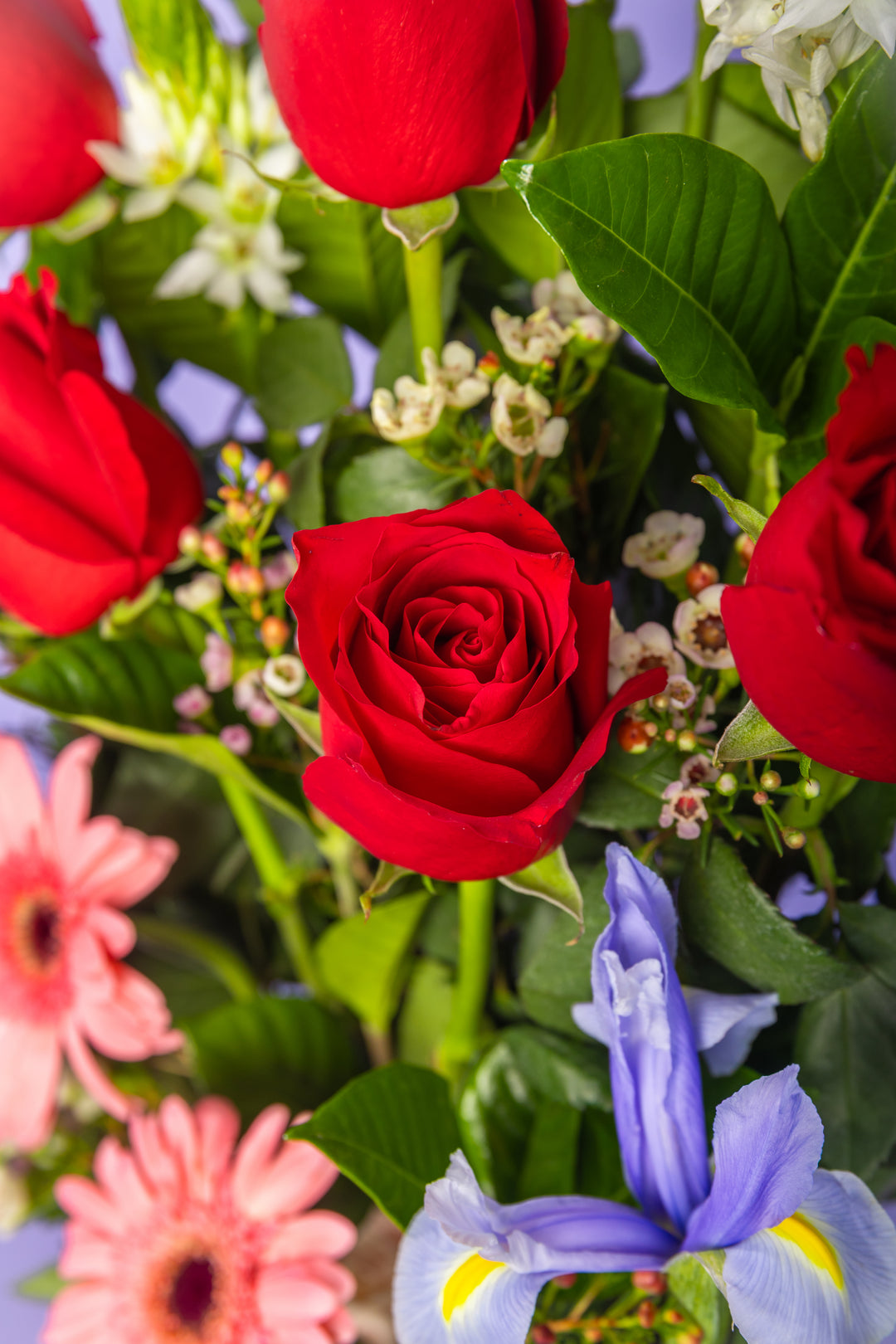 Arreglo de 7 rosas con 2 gerberas